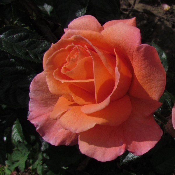SCENT FROM HEAVEN (climber) Garden Roses Pococks Roses The